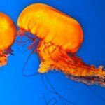 RIDV-acquarium2